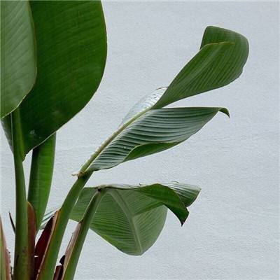 莎拉的鲜花牧场中文版